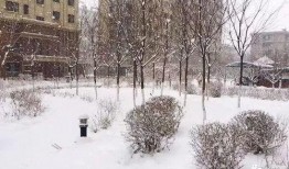 爆料下雪的视频,下雪视频曝光，银装素裹美景如画