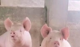 猪密密在线观看伦理