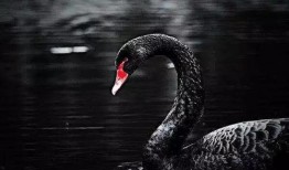 黑天鹅技能演示爆料视频,震撼演示视频深度解析