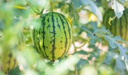 哪种地方可以吃网红瓜,探寻各地特色小吃