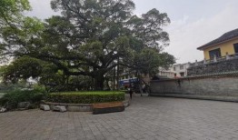 桂林榕荫路最新爆料,老街新颜绽放魅力