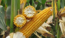 新闻玉米爆料,揭秘新闻背后的真相与内幕